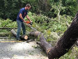 How Our Tree Care Process Works  in  Katy, TX