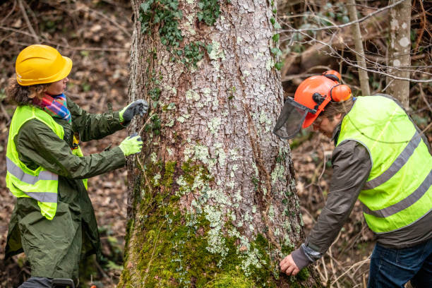 Trusted Katy, TX Tree Removal Services Experts