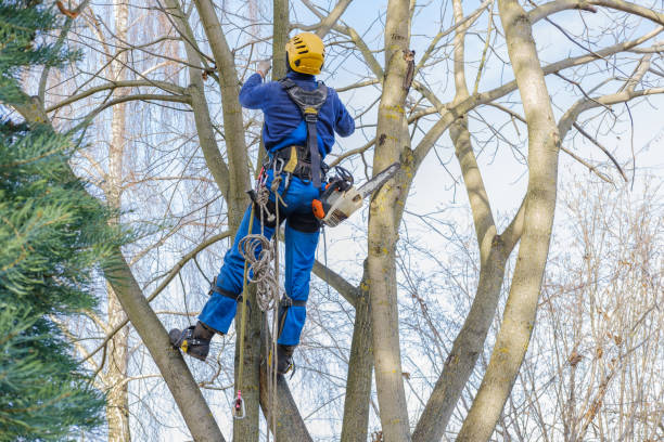 Best Storm Damage Tree Cleanup  in Katy, TX