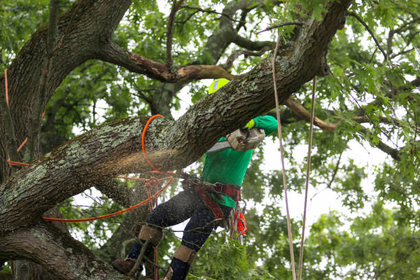 Best Weed Control  in Katy, TX